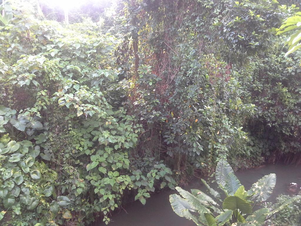 Casa de hóspedes Dewi Ayu Ubud